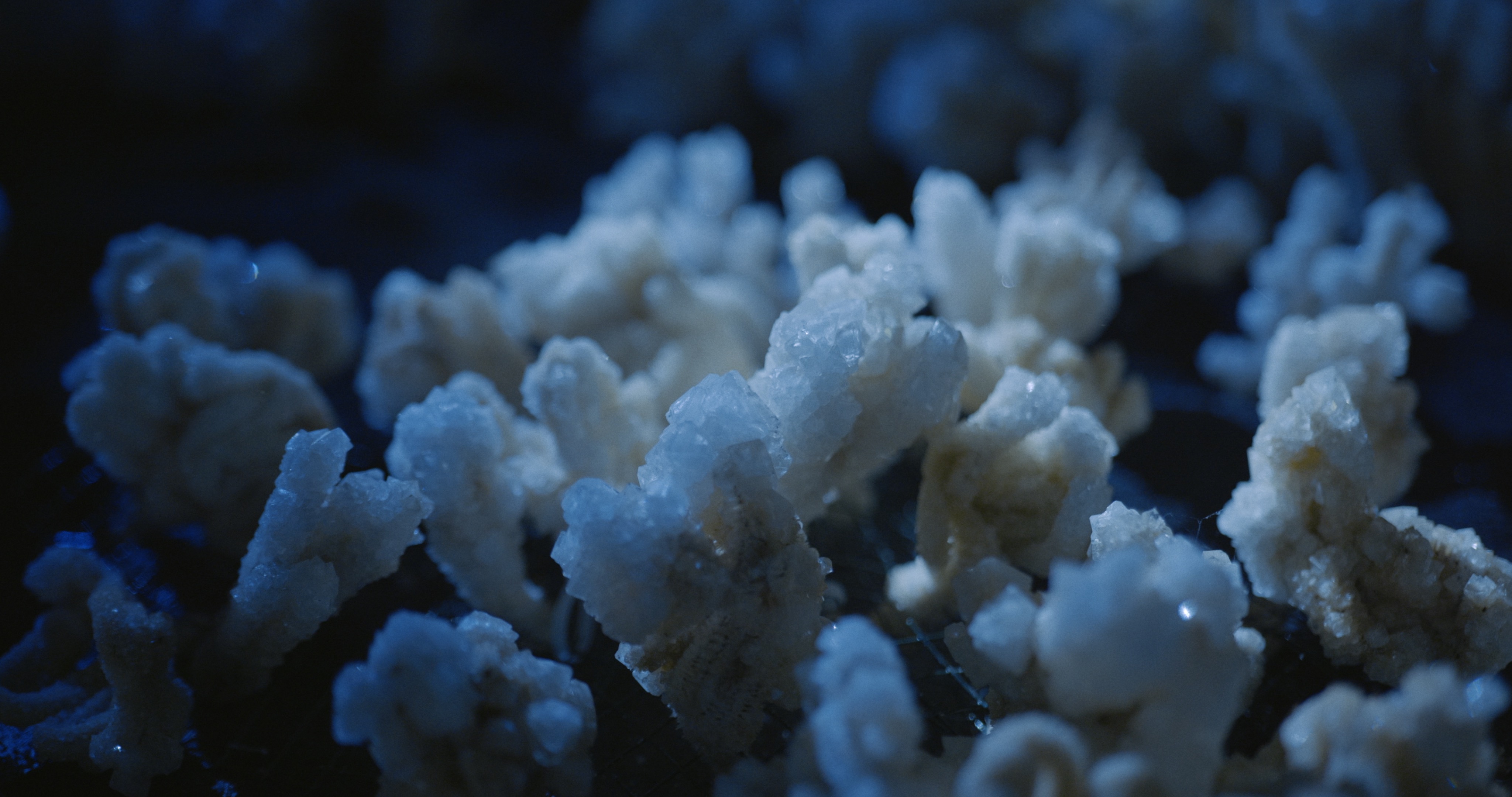 Maelström !, Dead Communities — barrières de corail et données, installation Alessia Sanna